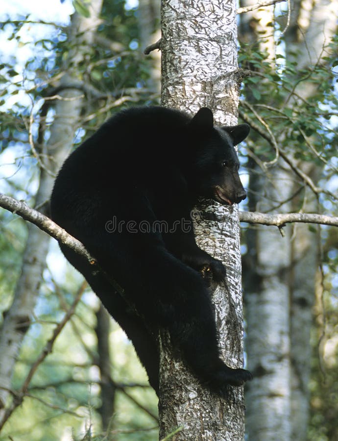 Ours se reposant photographie stock libre de droits Ours se reposant photographie stock libre de droits