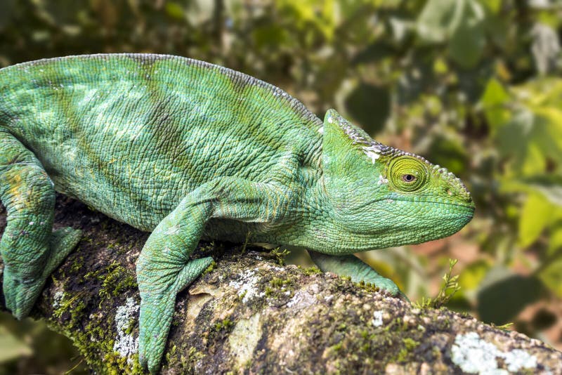 Oustaleti gigante malgaxe do camaleão/Furcifer foto de stock Oustaleti gigante malgaxe do camaleão/Furcifer foto de stock