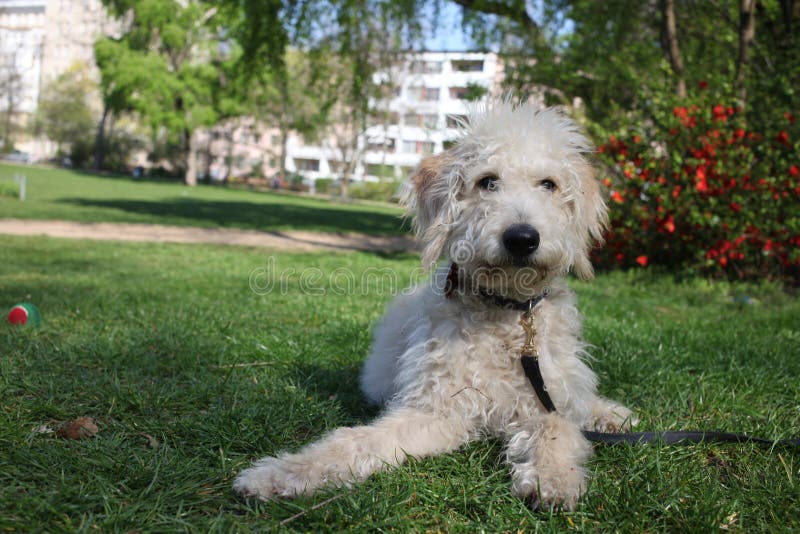 wire haired goldendoodle