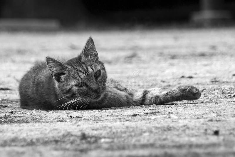 Outdoor cat stock photo. Image of bush, outdoor, pets 10367394