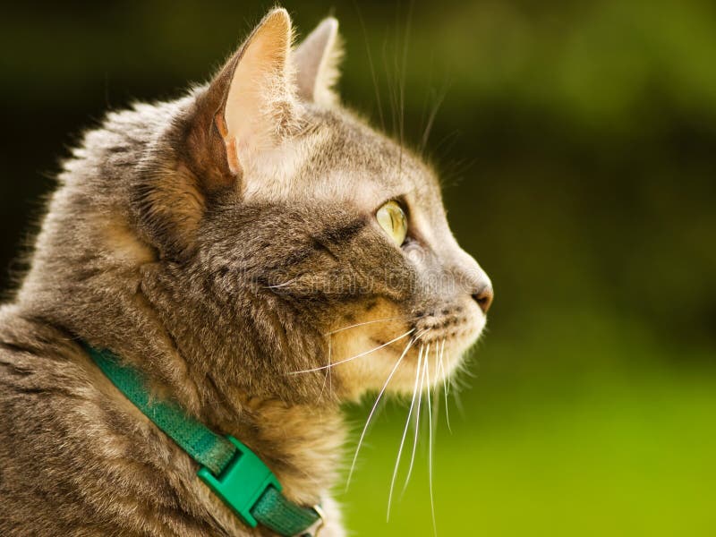 Outdoor cat stock image. Image of look, grey, tabby, adorable 7012385