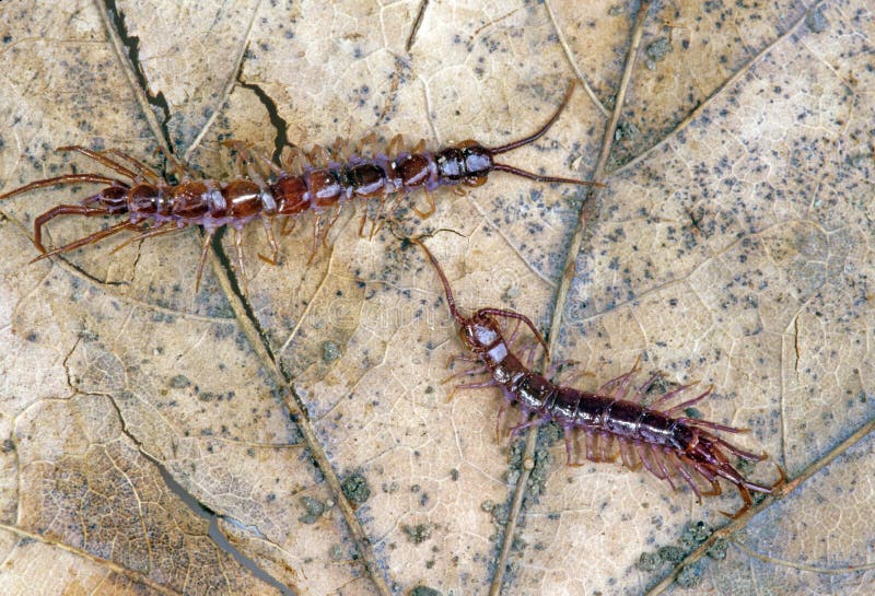 Two outdoor Centipedes on dead leaf : Chilopoda, elongated metameric creatures with one pair of legs per body segment, venomous, rural New York. Two outdoor Centipedes on dead leaf : Chilopoda, elongated metameric creatures with one pair of legs per body segment, venomous, rural New York