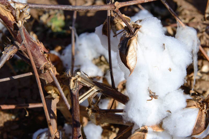 Outdoor Cotton Plants Ready for Picking Stock Photo Image of farm, environment 108674620