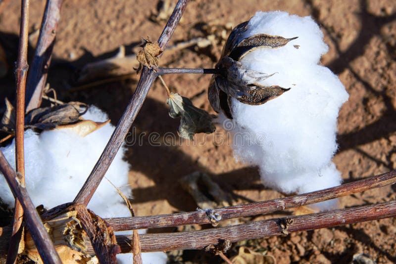 Outdoor Cotton Plants Ready for Picking Stock Image Image of supply, cotton 108674447