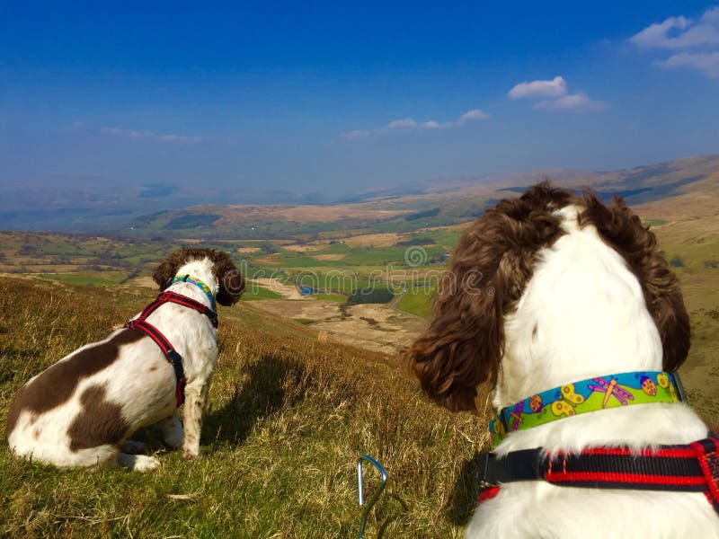 Outdoor dogs on walk stock image. Image of outside, looking 53470027