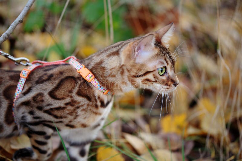 Outdoor Excursion with Bengal Cat Stock Photo Image of house, spotted