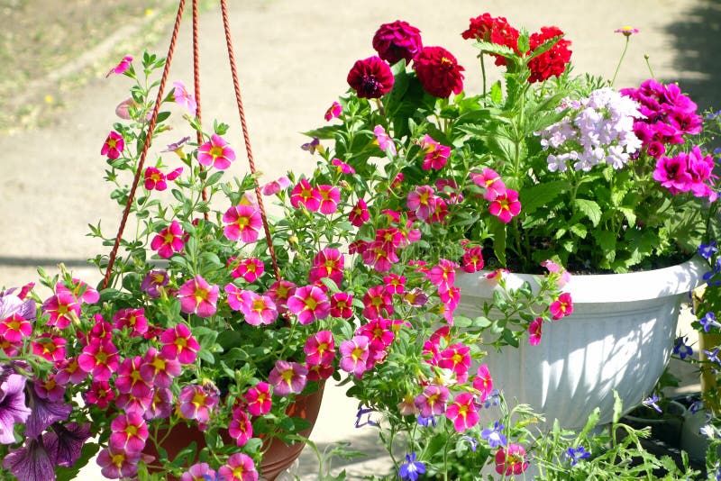 Outdoor flowers in flowerpot