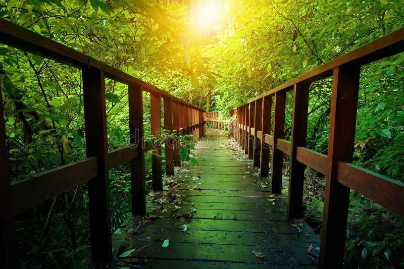 Outdoor hiking nature trail in deep green forest