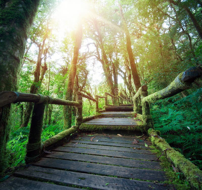 Outdoor hiking nature trail in deep green forest of northern Thailand