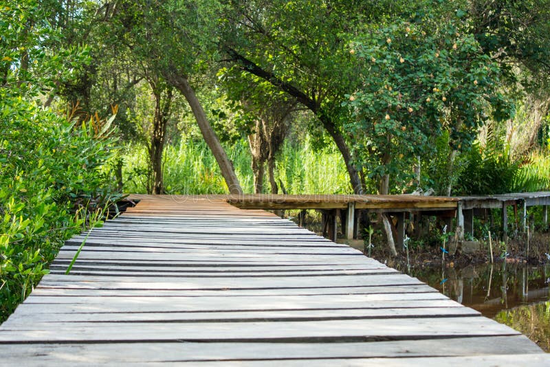 Outdoor,nature,park stock photo. Image of park, mangrove 75704220
