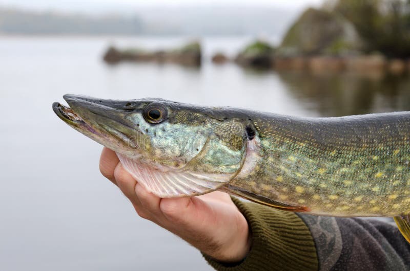 Outdoor pike portrait