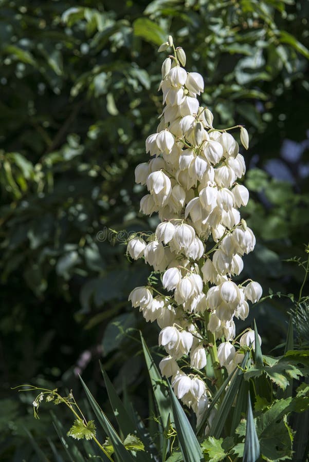 Outdoor Plants with White Flowers in the Middle Stock Photo Image of