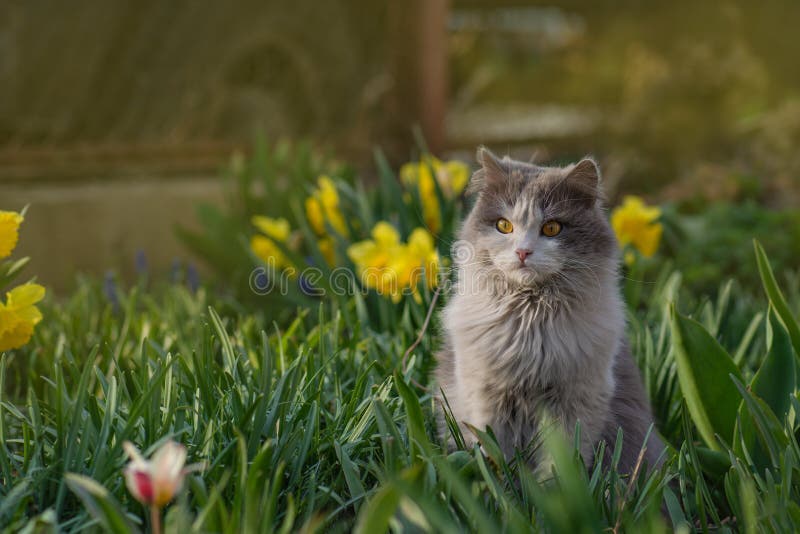 Outdoor portrait of cat playing with flowers in a garden. Lives in harmony with nature