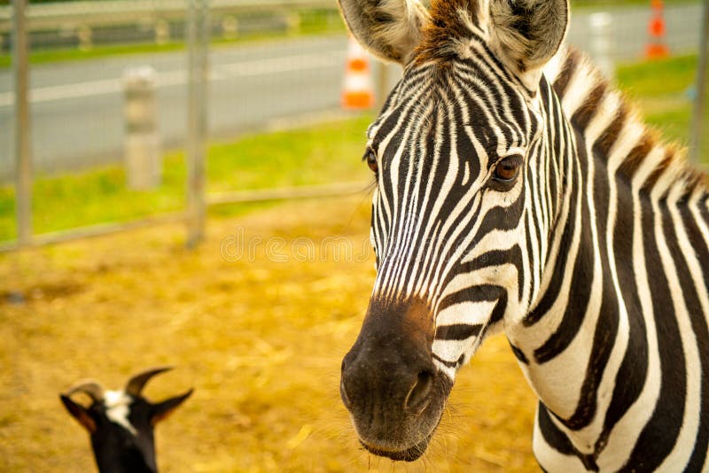 Outdoor Portrait of a Zebra Stock Photo Image of isolated, striped