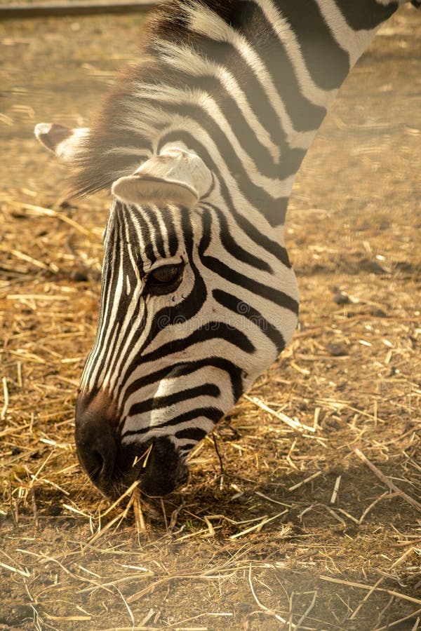 Outdoor Portrait of a Zebra Stock Photo Image of circus, outdoor