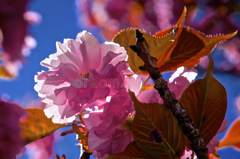 Outdoor shot filled with beautiful cherry blossoms in their smooth pink tones