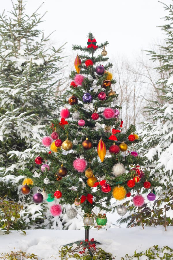 Outdoor Snow Covered Christmas Tree Stock Photo Image of brightly