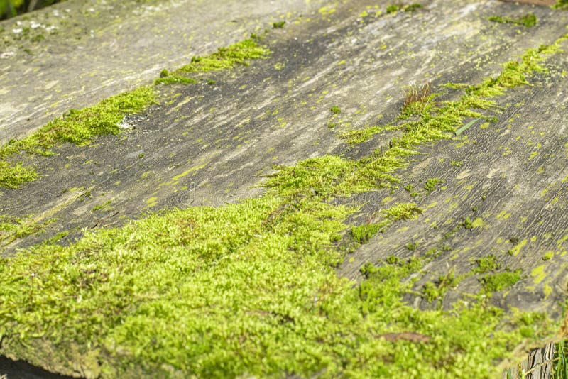 Outdoor Table Surface Overgrown with Moss, Top View Stock Photo Image of nature, wooden 261899856