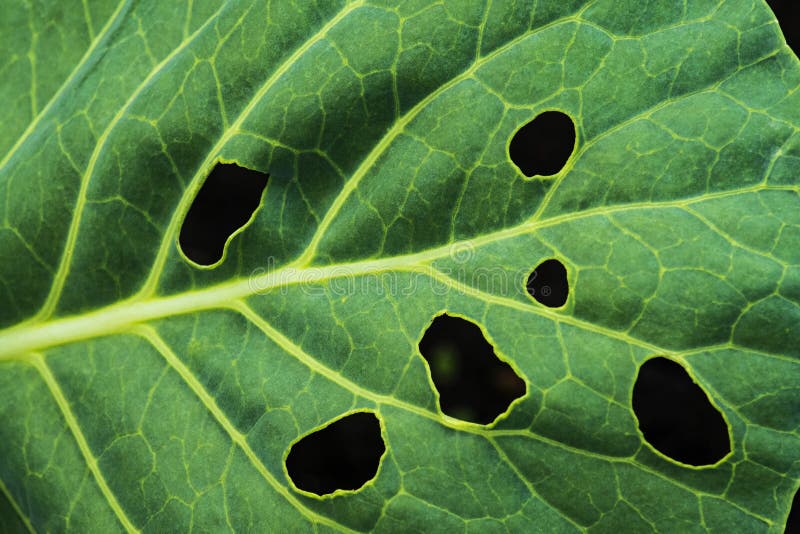 Cabbage Leaf with Holes is Ed by Beetles Pests Stock Photo Image of