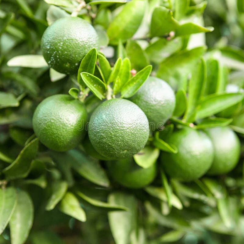 Outdoors Shot of Tangerine Tree Close Up Stock Photo Image of