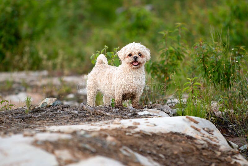 Outdoors портрета собаки смешивания Bichon Shih Tzu летом стоковые изображения Outdoors портрета собаки смешивания Bichon Shih Tzu летом стоковые изображения