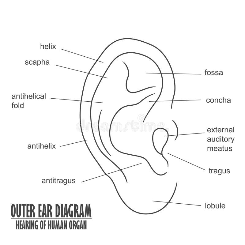 External Ear Diagram Labeled