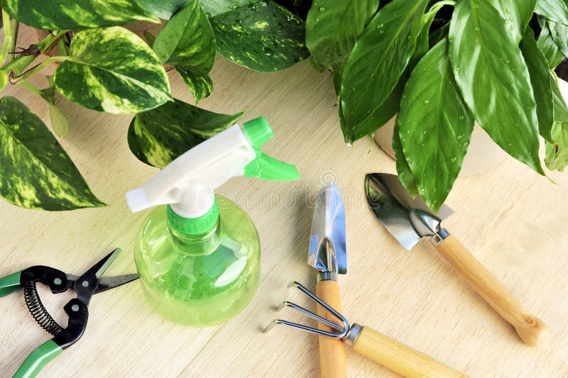 Gardening tools and houseplants - still life. Gardening tools and houseplants - still life