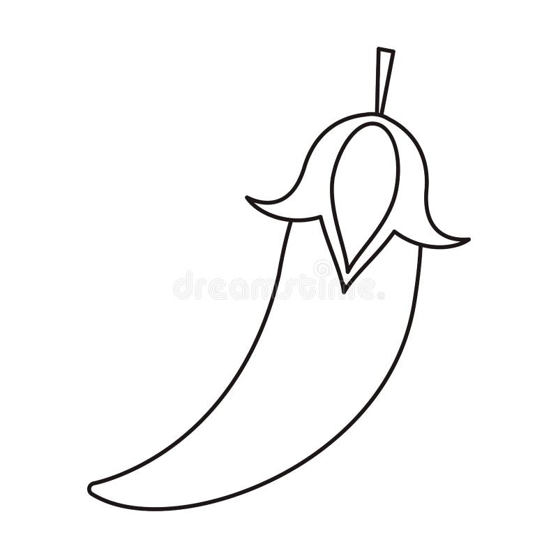 Outline Chili Pepper Culinary Food Stock Vector Illustration of