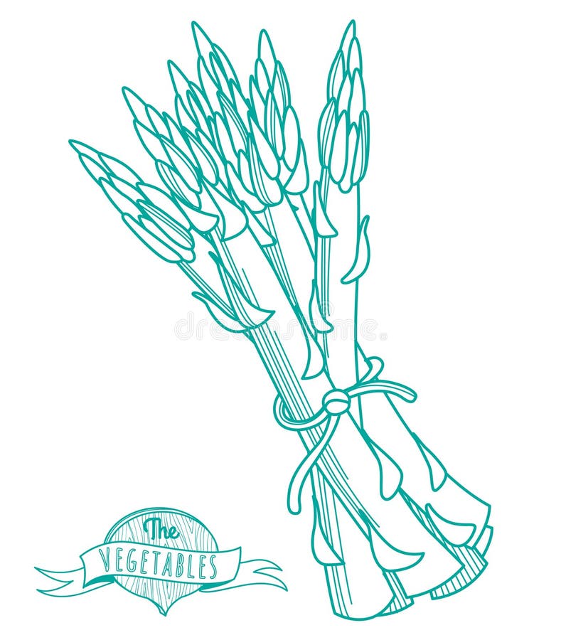 Asparagus Outline Black White Vector Sign Icon. Monochrome Hand Drawn