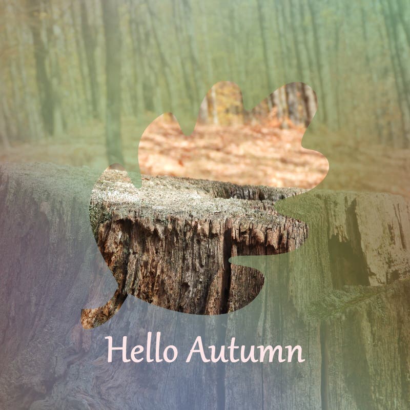 Outline of a leaf with \'Hello Autumn\' written under it against a tree stump background royalty free stock photography