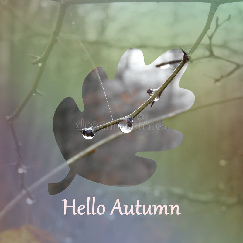 Outline of a leaf with \'Hello Autumn\' written under it against twigs with raindrops background royalty free stock image