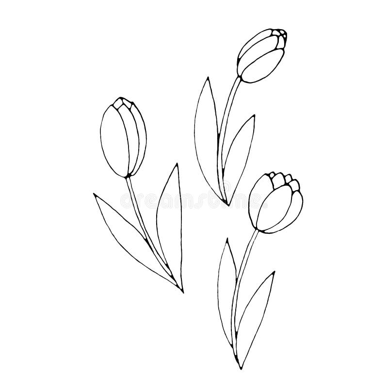 Outline of Tulip flower isolated on a white background. Hand-drawn design element. Simple black and white sketch style Doodle