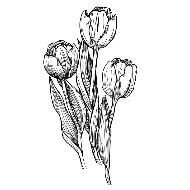 Outline Tulip. Line Art Hand Drawn Flowers. Tulips Floral Illustration ...