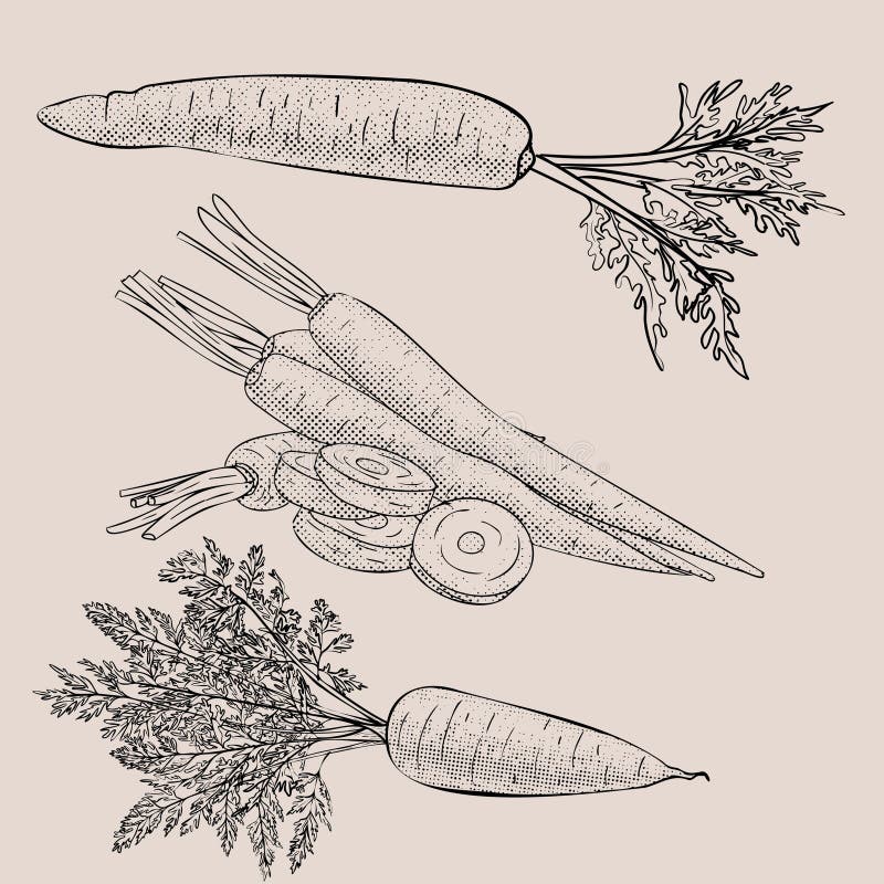 Outline Vegetable Carrot in Vector. Doodle Hand Drawing with Screentone Stock Illustration