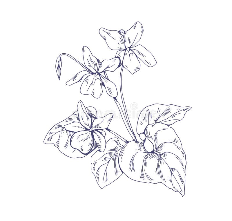 wood violet coloring pages