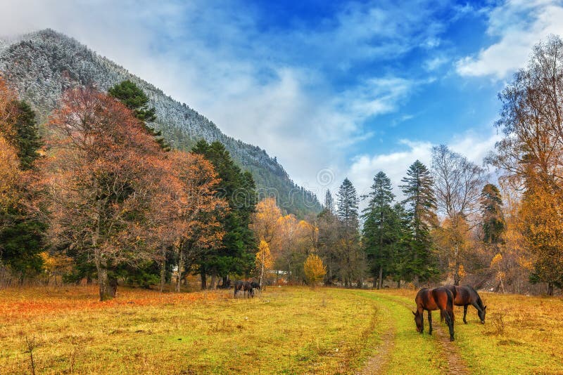Outono em Arkhyz imagem de stock