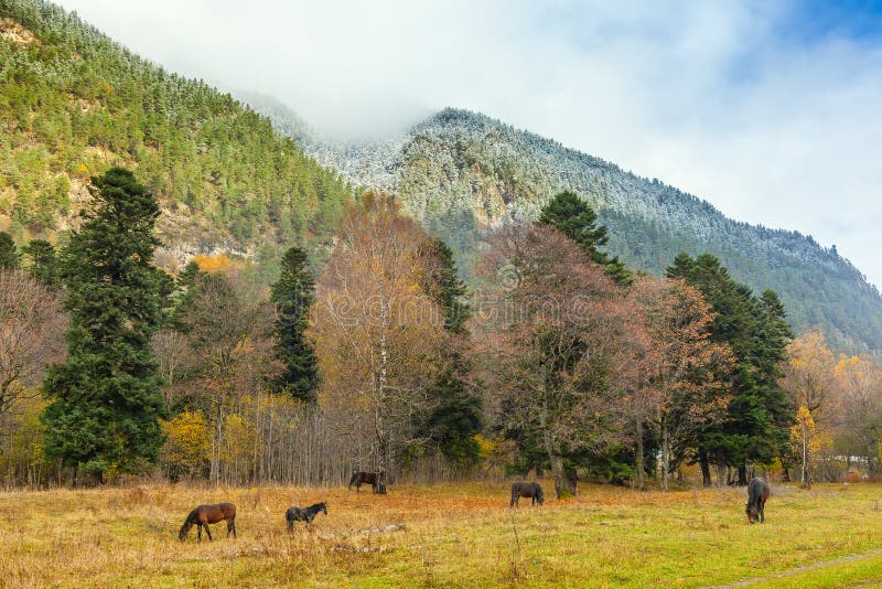 Outono em Arkhyz imagens de stock