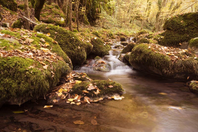 outono no córrego da montanha da floresta Floresta bonita do outono, rochas cobertas com o musgo Rio da montanha com corredeira e imagens de stock outono no córrego da montanha da floresta Floresta bonita do outono, rochas cobertas com o musgo Rio da montanha com corredeira e imagens de stock