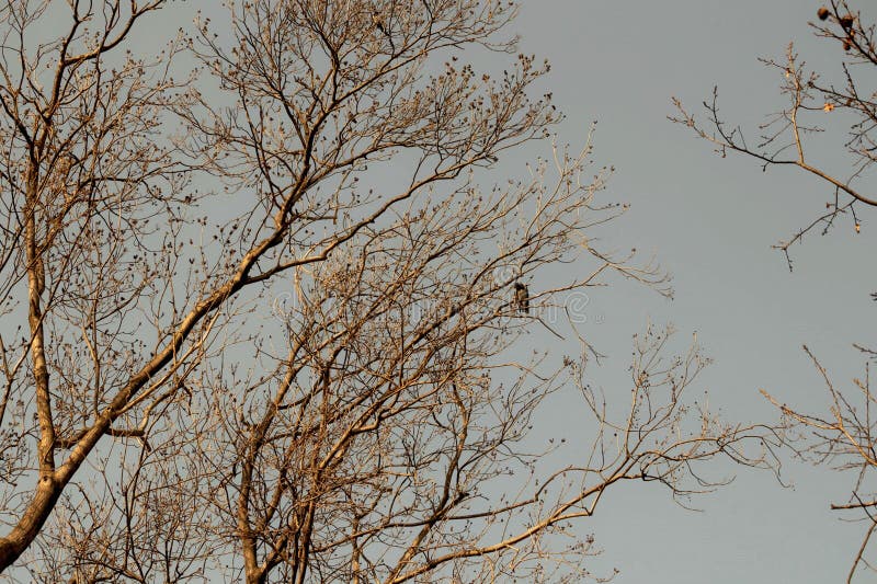 outono, árvores desencapadas altas da cor dourada e céu cinzento sombrio, uma pega só senta-se na parte superior da árvore imagem de stock outono, árvores desencapadas altas da cor dourada e céu cinzento sombrio, uma pega só senta-se na parte superior da árvore imagem de stock