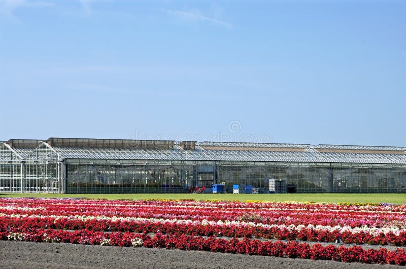 Outside flower nursery and greenhouse horticulture