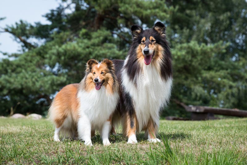 long haired rough scottish collie and sheltand sheepdog outside on summer time