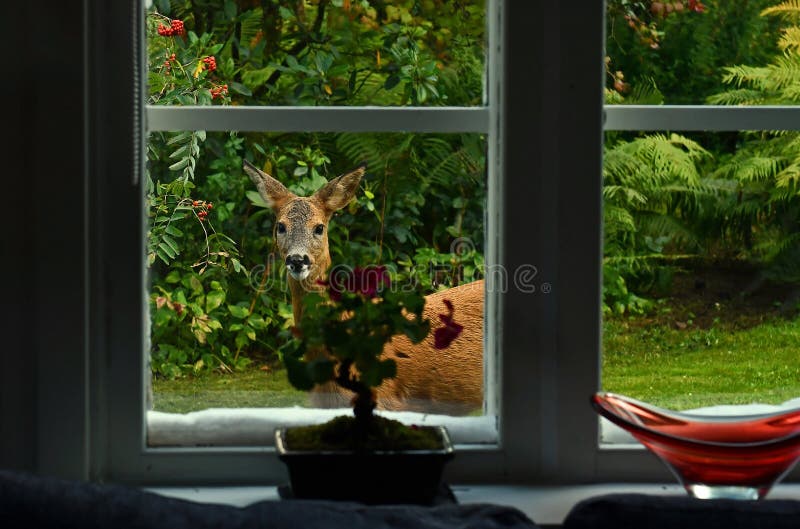 Al di fuori della finestra al di fuori di una vecchia casa di legno nel bosco.