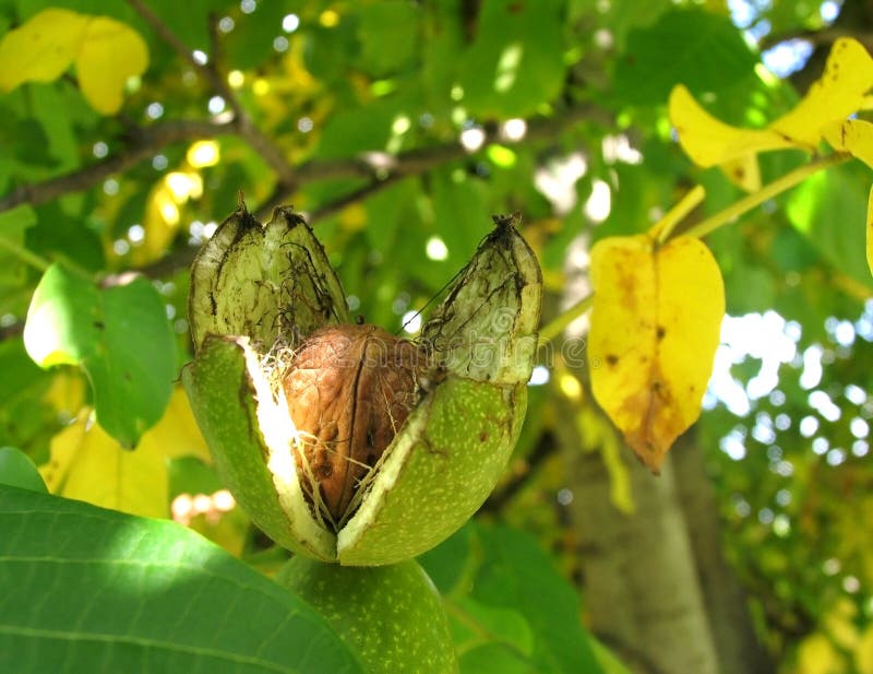 Outspread young walnut on the tree in late summer. Outspread young walnut on the tree in late summer