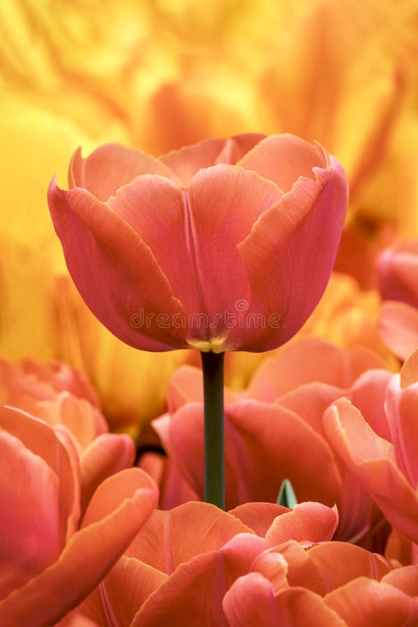 Outstanding Orange Red Tulip in the Spring Garden