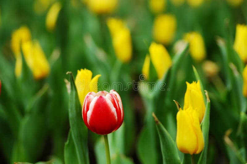 Outstanding red&white tulip