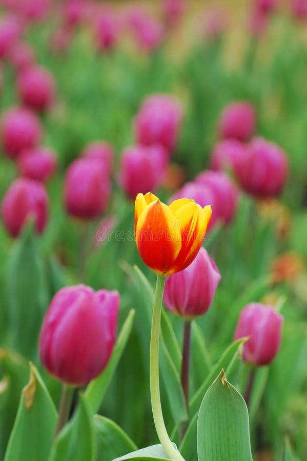 Outstanding yellow tulip