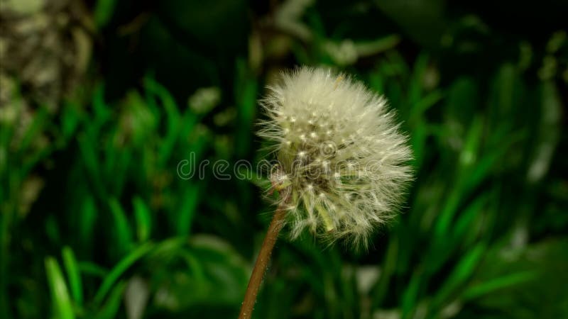 Ouverture de fleur de pissenlit