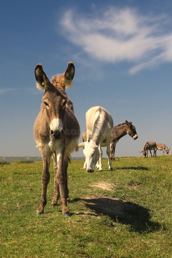 Ouvi Dizer Que Burros Pastam No Campo Foto de Stock - Imagem ...