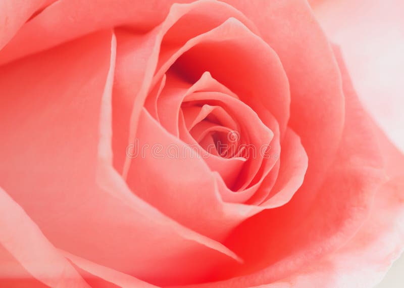 Ouvrez doucement les milieux de rose de rose photographie stock Ouvrez doucement les milieux de rose de rose photographie stock