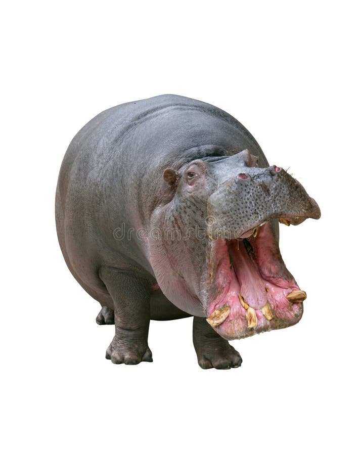Animaux sauteurs-hippopotamus Spordas
